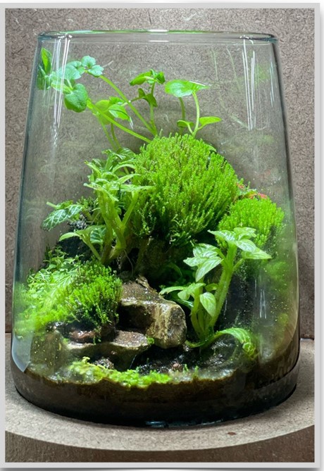 Terrariums 101